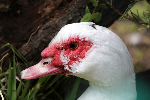 實力均衡 實力均衡